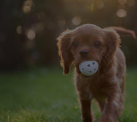 Passionate Paws Veterinary Surgery - Pialba, QLD