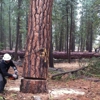 Boise Tree & Landscaping gallery
