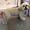 Lucky Dog Grooming gallery
