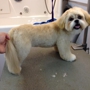 Lucky Dog Grooming