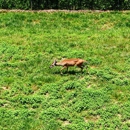 WNC Nature Center - Museums