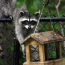 Wildlife Control Raleigh - Animal Removal Services