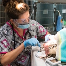 Lake Elsinore Animal Hospital - Veterinary Specialty Services