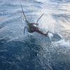 Tuna Wahoo Charter Fishing gallery