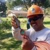 Brent Wester Professional Tree Services LLC. gallery