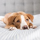 Emory Veterinary
