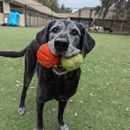 Southpaw Pet Resort