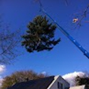 Princeton Tree Services, Inc - Tree Service