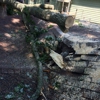 William's Tree Service gallery
