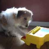 Ann Arbor Canine Coach gallery
