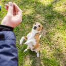 Houston Dog Ranch - Boarding, Daycare & Dog Training - Pet Services