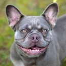 Ciderhouse Rare French Bulldogs - Pet Breeders