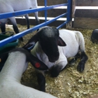 Ozaukee County Fair