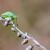 Rockies Pest Control Solutions gallery