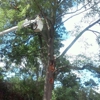 Southeastern Tree Removal gallery