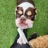 Bayside Pet Resort gallery