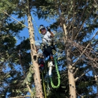 Arbory Tree Services