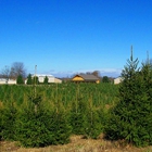 Corsi Tree Farm