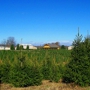 Corsi Tree Farm