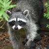 Hank's Pest & Termite Control gallery