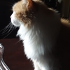 CDA Premier Pet Care gallery