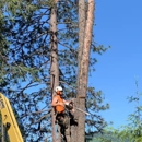 Sam's Tree & Landscape LLC - Stump Removal & Grinding