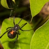 Frontino Pest Control gallery