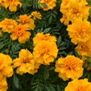 Five Oaks Nursery - Oleander - Garden Centers