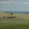 Open Spear Ranch gallery