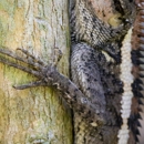 Wildlife Ranger - Pest Control Services