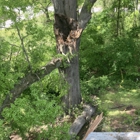 Peter Branch Tree Service