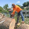 941 Tree Services gallery