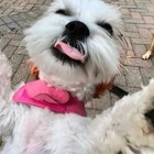 TAKA Dog Walk