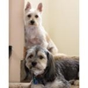 Small Dog Grooming & Boarding gallery
