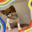 Beg-N-Bark - Pet Stores