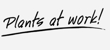 Plants at Work - Living Plant Rental & Leasing