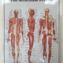 Acupuncture & Natural Herbs - Acupuncture