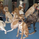 Full Circle Dog Training - Dog Training