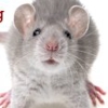 All Kinds of Pest Control gallery