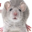 All Kinds of Pest Control - Pest Control Services