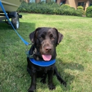 Dog Training Elite Central Maryland - Disability Services