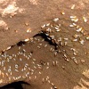 Advantech Termite & Pest Management gallery