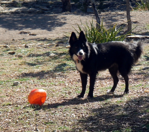 A to Z Dog Ranch - Spicewood, TX. Sugarfoot doing what she loves, playing with the Ranch Hands