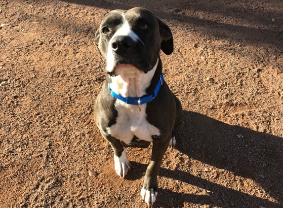 Maricopa County Animal Care - Phoenix, AZ