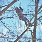 Hunter Tree Services