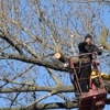 Diaz Landscaping & Tree Service gallery
