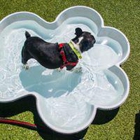 JM Pet Resort & Veterinary Clinic