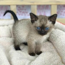 Siamese Cattery - Pet Breeders