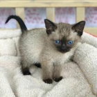 Siamese Cattery
