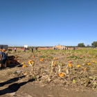 Cool Patch Pumpkins